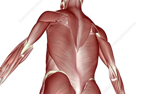 Muscles of the torso, as well as muscles in the arms or legs, can give the impression of a thin or athletic person. The muscles of the upper body - Stock Image - F001/8783 - Science Photo Library