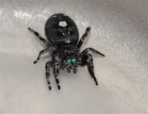 They are the most common i gotta post this on the internet jumping spider, and they have a set of white spot on their butt, and they have green chelicerae, and they range northern. 2011 | Michigan Spiders
