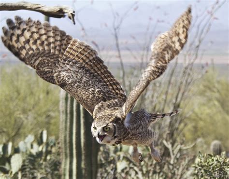 Great Horned Owls At The Arizona Sonora Desert Museum
