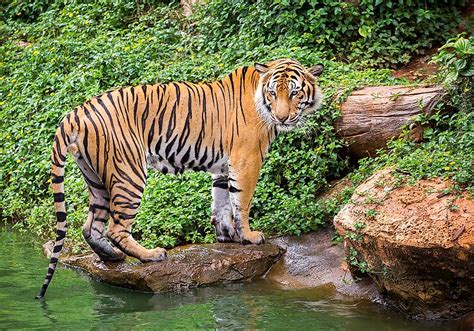 Thailand Animals Animals That Live In Thailand Worldatlas