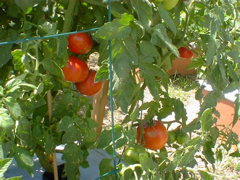 Show Details For Live Celebrity Tomato JB Vegetables Plant Fit 4 Pot