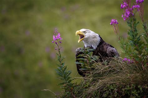 Alaska Wildlife Photography Jeff Schultz