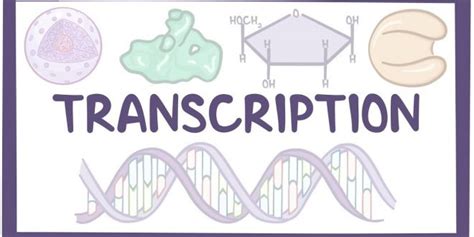 Rrna/ribosomal rna, along with protein, is what makes up the ribosome (10). Transcription: The Mechanism of pre-mRNA Synthesis : Plantlet