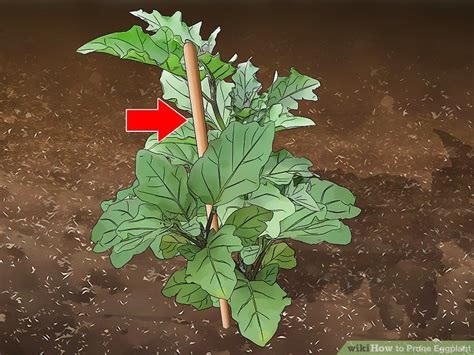 How To Prune Eggplant 10 Steps With Pictures Prune Eggplant Landscaping Plants