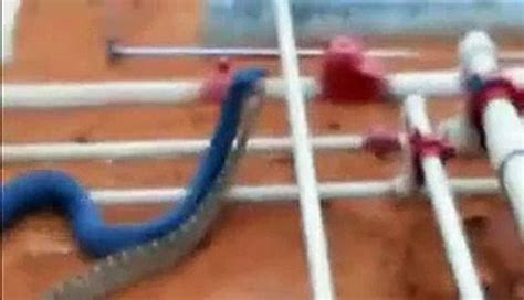 Blue Indigo Snake Eating Rattlesnake Video Dailymotion Dailymotion Video