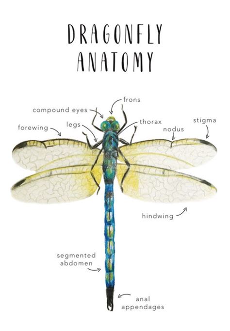 Dragonfly Anatomy Homeschool Printables Homeschool Etsy Australia