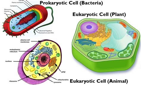 Biology Prokaryotic Vs Eukaryotic Cells Owlcation