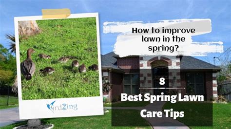 8 Best Spring Lawn Care Tips How To Improve Lawn In The Spring