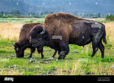 Wild Wood Bison Portrait In Alaska National Park Native Habitat Stock