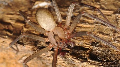How To Get Rid Of Brown Recluse Spiders Before They Get Rid Of You