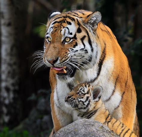 Protective Mother Tiger And Cub Rhardcoreaww