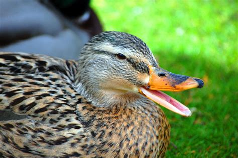 Open Mouth Duck James Brittin Flickr