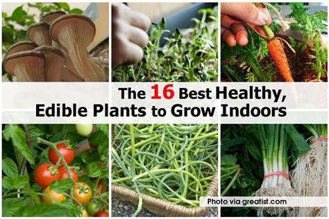 Here are the best arugula companion plants 7. The 16 Best Healthy, Edible Plants to Grow Indoors