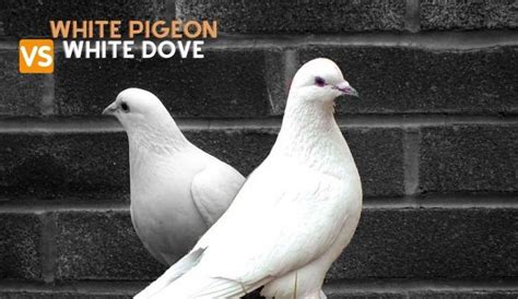 Difference Between White Dove And White Pigeon Huntingseasonsorg