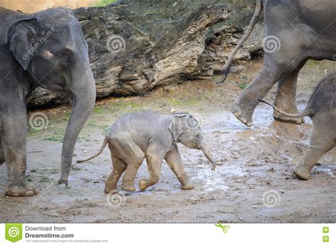 Baby Elephant In A Herd Of Elephants Stock Photo Image Of Life