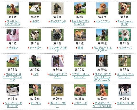 日本の人気犬種ランキング発表！ 気になる1位はやっぱりあの子だった Pouch ポーチ