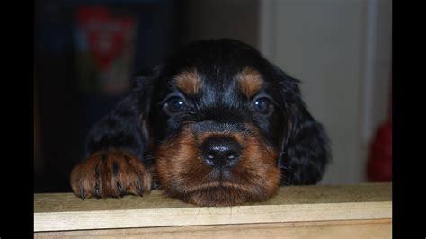 Why buy a gordon setter puppy for sale if you can adopt and save a life? Gordon Setter puppies after Q-Lee and McCord - YouTube