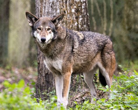 Take Action To Save Red Wolves From Extinction