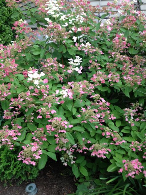 Quick Fire Hydrangea Turning From White To Mauve Garden Shrubs