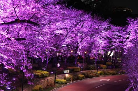 Pin By Anu On Cherry Blossoms Purple Aesthetic Plants Beautiful