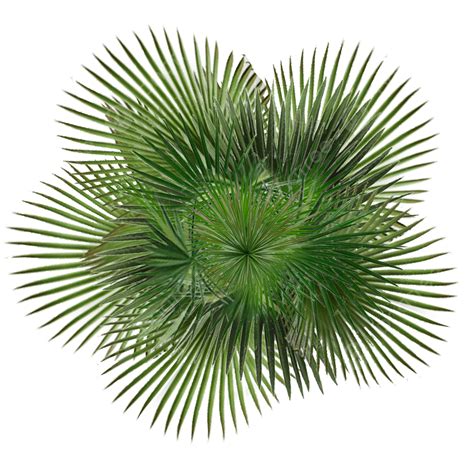 Palm Tree Top View Png Vector Psd And Clipart With Transparent