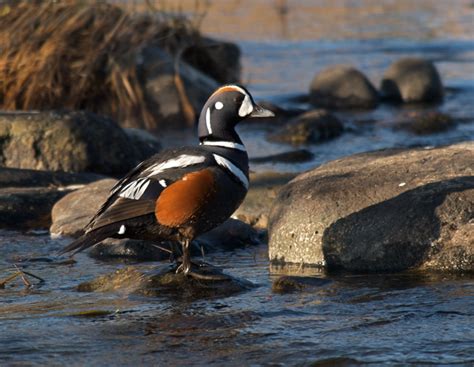Bird Of The Week Harlequin Duck The Mudflats Interesting Things