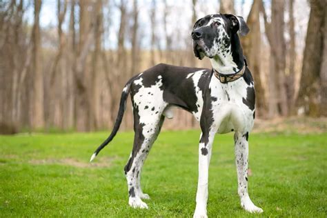 Great Dane Lifespan Why You Should Cherish Every Minute Spent With
