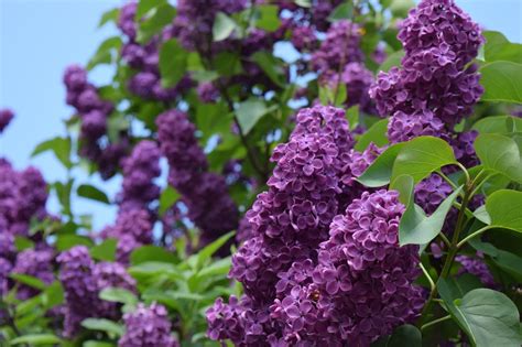 The Best Flowering Shrubs And Bushes For The Eastern And Western Us