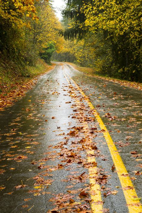 Wet Rainy Autumn Day Leaves Fall Two Lane Highway Travel Stock Image