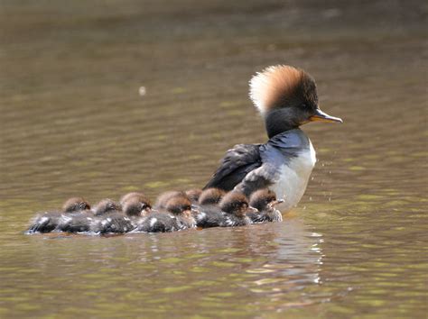 Just Whose Ducklings Are Those Birdnote