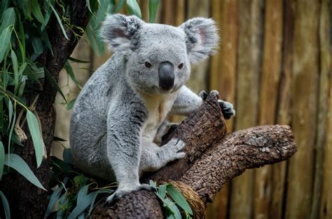 Teaching Evolution Koala Genome Reveals Unique Adaptations Minione