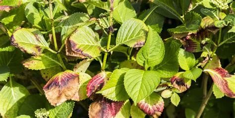 Why Are My Hydrangea Leaves Curling And Solutions Uk