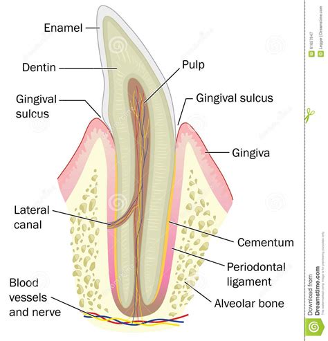 Two types of bone tissues in cross section of a long bone : Cross Section Of Incisor Tooth Stock Vector - Image: 61657947