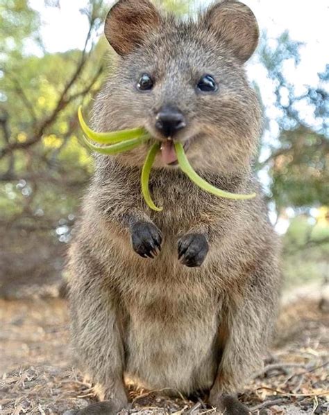 Australian Mammals Living Destinations Auf Instagram This Quokka Is The