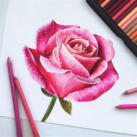 Pin By Beth On Art Drawing Flowers Rose Drawing Prismacolor Art