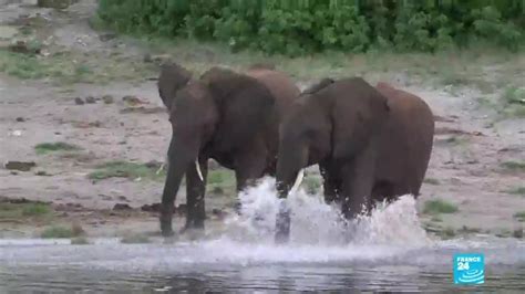 Botswana Lifts Ban On Elephant Hunting Sparking Outrage Youtube