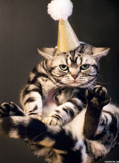 60 Best New Years Cats Images On Pinterest Baby Kittens Kittens And
