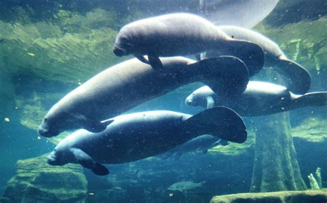 Seaworld To Double Its Manatee Critical Care Space In Orlando Adding