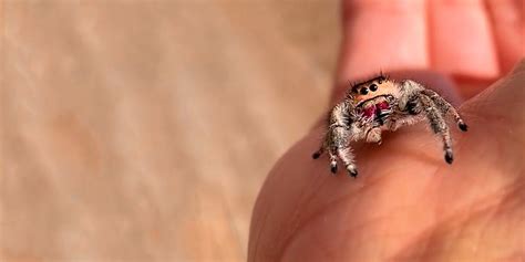 Super Cute Jumping Spider Is SUCH A Teenager Videos The Dodo
