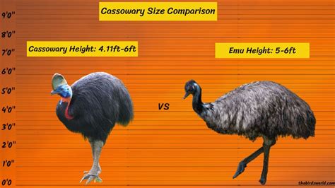 Cassowary Size Explained And Compared Ostrich Emu Human
