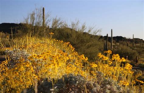 Sonoran Desert National Monument Wildflowers