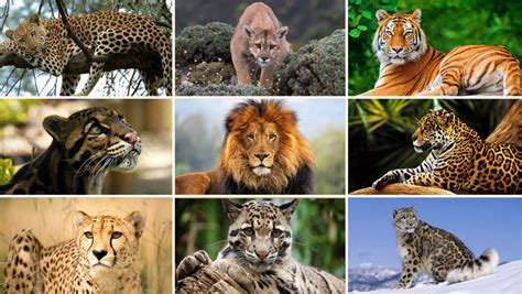 World Wildlife Day A Call To Protect The Big Cats Environews