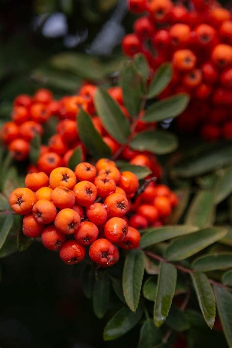 Bright Red Orange Berries On A Tree In Fall Nature Landscape Etsy