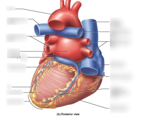 General Heart Anatomy Posterior View Diagram Quizlet