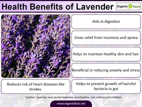 7 Impressive Benefits Of Lavender Lavender Benefits Improve Heart Health