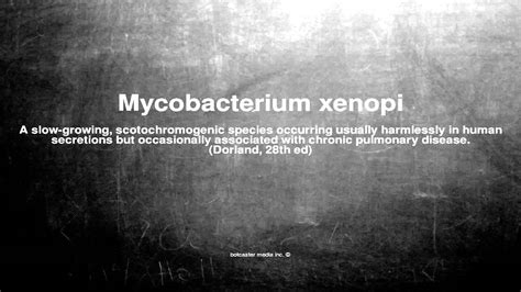 Medical Vocabulary What Does Mycobacterium Xenopi Mean Youtube