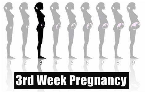 Pin On Week By Week Pregnancy