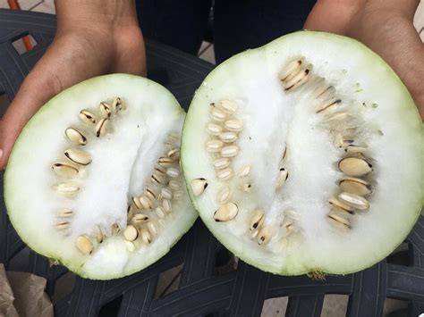 seed keeping — egusi melon seed is now available at
