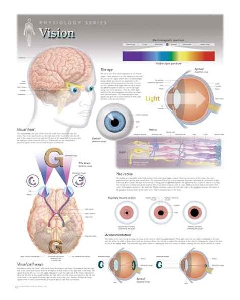 Eye Anatomical Charts Eye Anatomy Posters