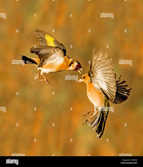 Goldfinch And Chaffinch Fighting Stock Photo Alamy